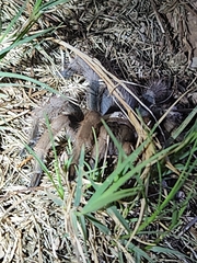 Aphonopelma chalcodes