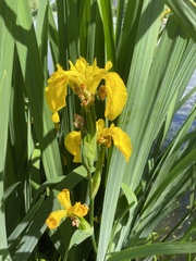Iris pseudacorus