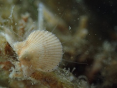 Aequipecten opercularis