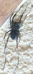 Zachaeus crista