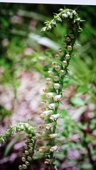 Digitalis micrantha