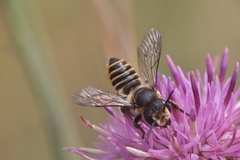 Megachile pilicrus
