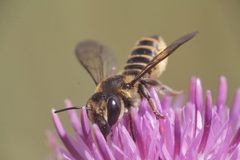 Megachile pilicrus