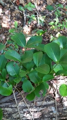 Peponidium