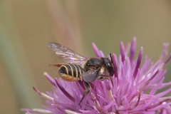 Megachile pilicrus