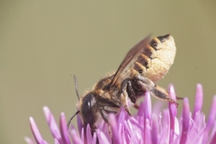 Megachile pilicrus