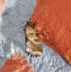 Callopistria placodoides