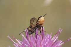 Megachile pilicrus