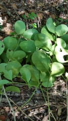 Peponidium