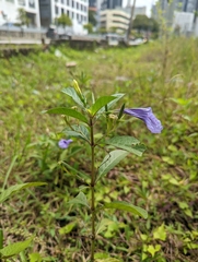 Ruellia tuberosa