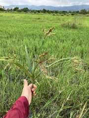 Cyperus nutans