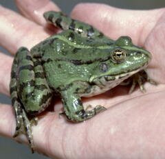 Pelophylax ridibundus