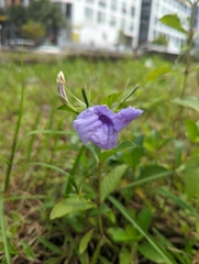 Ruellia tuberosa