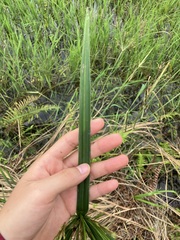 Cyperus nutans