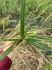 Cyperus nutans