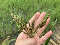Cyperus nutans