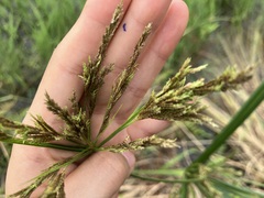 Cyperus nutans