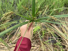 Cyperus nutans