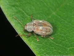 Demotina modesta