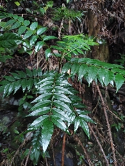 Zanthoxylum bungeanum
