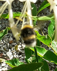 Bombus