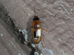 Agonoderus