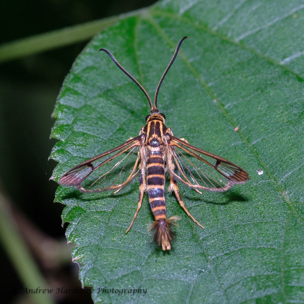 Ichneumenoptera