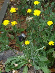 Hypochaeris radicata