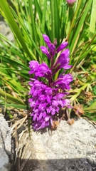 Dactylorhiza saccifera
