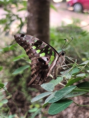 Graphium agamemnon