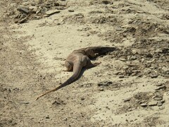 Varanus griseus caspius