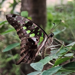 Graphium agamemnon