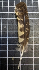 Caprimulgus affinis stictomus