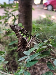 Graphium agamemnon