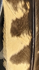 Caprimulgus affinis stictomus