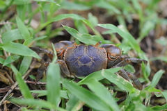 Chasmagnathus convexus