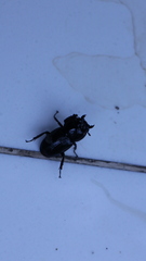 Dorcus
