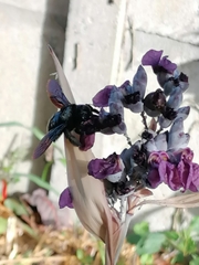 Xylocopa violacea