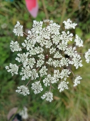 Daucus carota