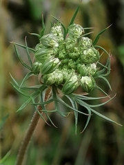 Daucus carota
