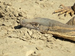 Varanus griseus caspius