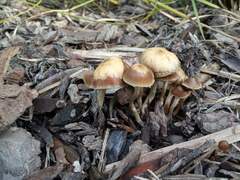Psilocybe