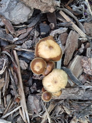 Psilocybe