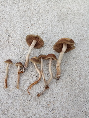 Psilocybe