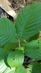 Peponidium