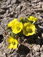 Ranunculus macauleyi