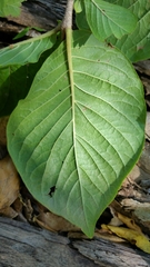 Peponidium