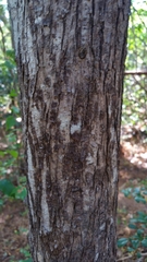 Peponidium