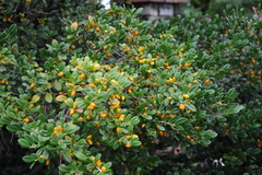 Diospyros ferrea