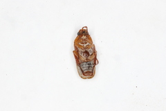 Dichelonyx linearis
